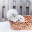 몽이 애견샵 이미지