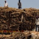로이터 "인도, 10월부터 설탕 수출 금지할 듯…가뭄 영향" 이미지
