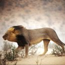 동물의 왕국 이미지