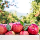 한반도농업협동조합 이미지