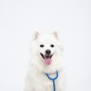 대경동물약품 이미지