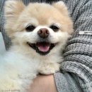 모모코