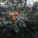 해넘이마을 이미지