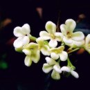 계수나무 이미지