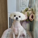 단짝 펫살롱 이미지