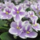 세인트폴리아 이미지