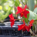 하얀마음 이미지