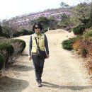 송광사&벚꽃길 이미지