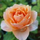 화이트 클라우드 이미지