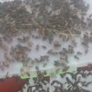 어미들 농장 이미지