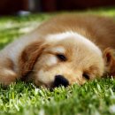 반려동물 애견 미용 이미지