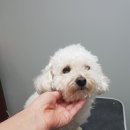 상콤 발랄 헬로퍼피 이미지