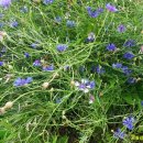 고실농장 이미지