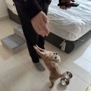 피그멜리온 이펙트 이미지