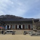 수분옆들 | [전북] 2026, 봄꽃여행 … 3. 고창 선운사 - ② 동백림