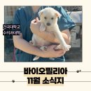 홍익바이오 | 바이오필리아 11월 월간지