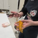 양산독케어 | 게코다방 양산 실내 파충류체험카페 아이와가볼만한곳
