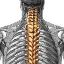 posterior vertebral column(척주) 이미지