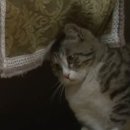 부부상회 이미지