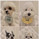 사랑으로유치원 | 광안리애견호텔 사랑으로 채운 강아지의 집, 부산 애견호텔 체험기