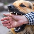 강아지꿈 이미지