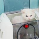 나은 캔넬 이미지