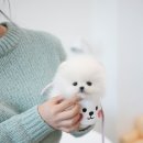 안심제2소교량 | 경기광주강아지분양 알로하펍앤코에서 믿고 선택한 안심분양 후기