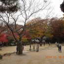 (11/05 일요일) - 초보산꾼과 함께 걷기 - 서울 길상사의 秋景과 성북동 답사 이미지