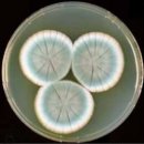 곰팡이(2/2) 이미지