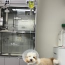 끌림 동물병원 | [고양시/지축동물병원] 댕댕이 내원일기_132