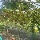 코코농원 이미지