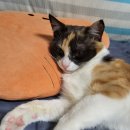 위즈펫동물병원 | [암컷 고양이 중성화] 마이펫플러스 / 이리온동물병원 광교점