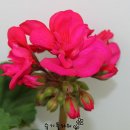 바이올렛 이미지