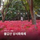2025년 돈나무꽃 축제 | 2026 영광 불갑산 상사화축제 불갑사 꽃무릇 개화시기 전남축제 정보