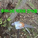 백두대간 16일22일. 산행지 버섯답사 산행.124 (내일 사월님과 목청작업 몇개) 이미지