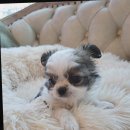 도그마루 강아지고양이 청주점 | [분양리뷰] 도그마루 강아지고양이 청주점에서의 청주고양이분양