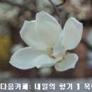 약재 - 목련꽃의 약효 (차, 비염, 기미, 두통, 감기등...) 이미지