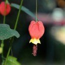 꽃을 찾아서(5) - 아산 세계꽃식물원 이미지