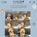 부산대형견호텔 24시 강아지유치원 목욕 대견하개 서면점 이미지