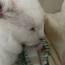 영도동물병원 | 간수치 높았던 고양이 전발치 후 회복 사료 관리 후기ㅠㅠ (+중성화까지..)