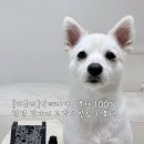 디플라워 | 강아지디퓨저 추천 디퓨리 강아지 고양이 천연 반려동물 스톤디퓨저 플라워가든향 후기