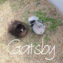 개츠비 켄넬 이미지