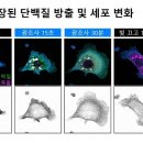 릴리저 뉴스1