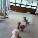 햇살그린발전소 701호 | 우리 비숑 뱃지의 편안한 일상, 운정애견유치원 구름이 그린 달빛 애견미용 애견호텔