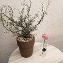 천송이플라워 이미지