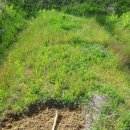 교촌농장 이미지