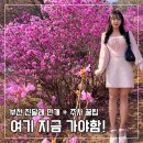 동산 | 부천 원미산 진달래동산 후기 (4월 만개, 주차, 사람 많음, 꿀팁 총정리)