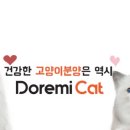 도레미캣 고양이분양 남양주 다산점 이미지