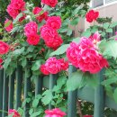 경자네 농장 이미지