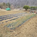 내대리 농장 이미지